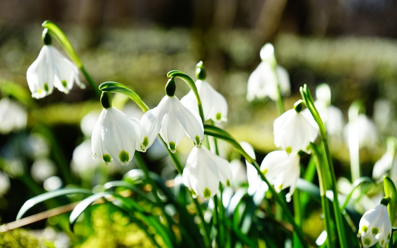 Documenting Your Spring API with Swagger