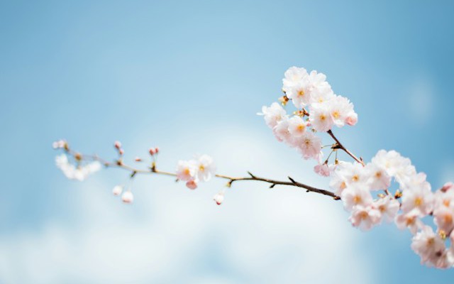 Getting Started With Spring AI and PostgreSQL PGVector - Vimarsana News