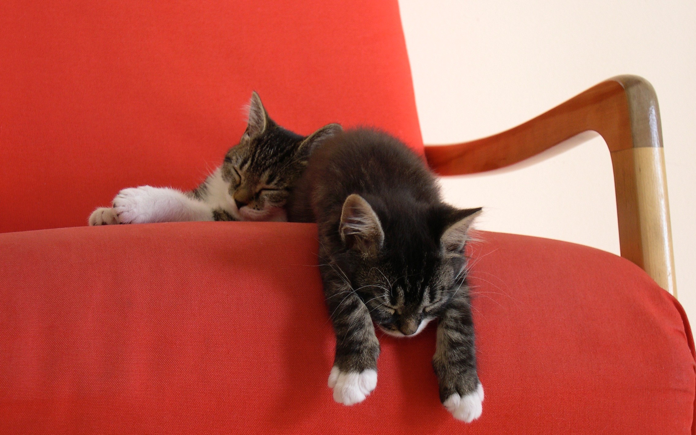 Cats webcam. Диван кошка. Коты на диване. Кошка лежит на диване.