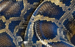 Python Packages for Data Science