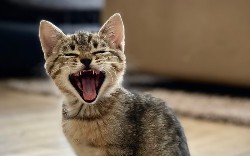 How to Do API Testing?