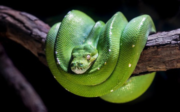 the-10-best-python-compilers-for-developers-devsday-ru
